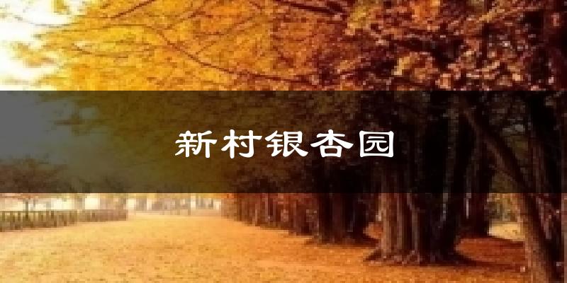 新村银杏园天气预报十五天