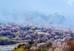 林芝天气