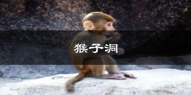 猴子洞气温