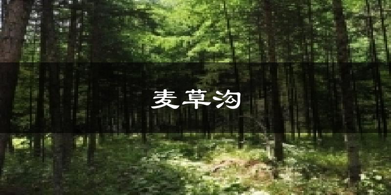 麦草沟天气预报十五天