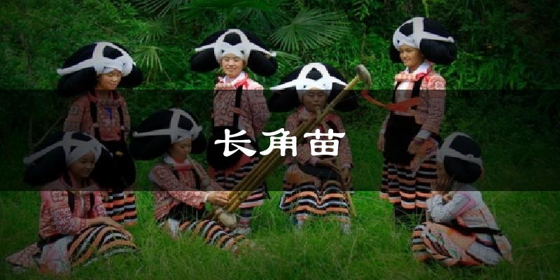 长角苗今日天气