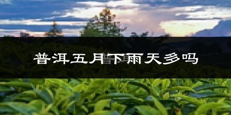 普洱五月下雨天多吗?普洱5月份降雨量多少?