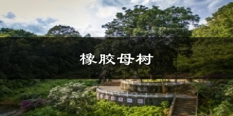 橡胶母树天气预报十五天