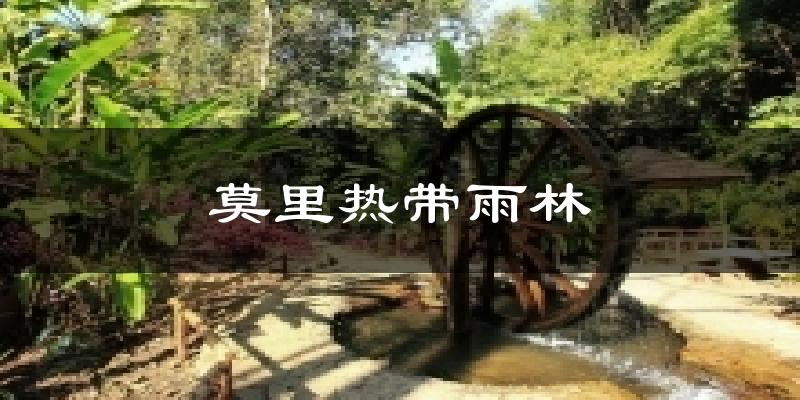 莫里热带雨林天气预报十五天
