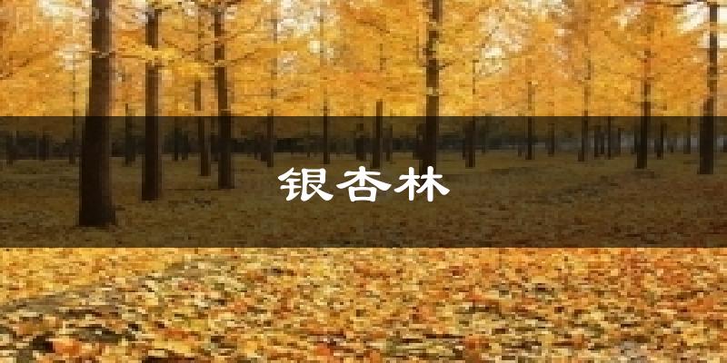 银杏林天气预报十五天