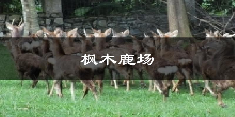 枫木鹿场气温
